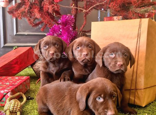 Kahverengi̇ Labrador Retri̇ever Çocuklar görsel