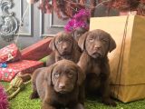 Kahverengi̇ Labrador Retri̇ever Çocuklar
