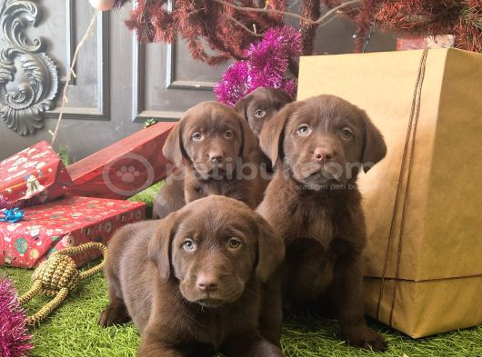 Kahverengi̇ Labrador Retri̇ever Çocuklar görsel