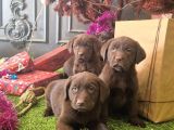 Kahverengi̇ Labrador Retri̇ever Çocuklar