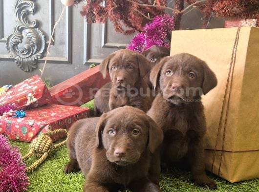 Kahverengi̇ Labrador Retri̇ever Çocuklar