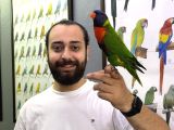 Rainbow Gökkuşağı Lori Papağanımız Full Evcil Konuşan