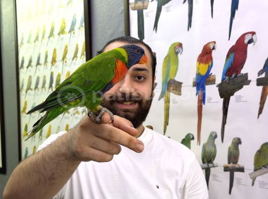 Rainbow Gökkuşağı Lori Papağanımız Full Evcil Konuşan görsel