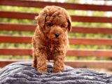 Akademi̇den Poodle Bebekler