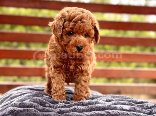 Akademi̇den Poodle Bebekler görsel