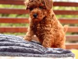 Akademi̇den Poodle Bebekler