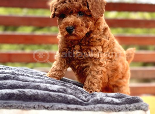 Akademi̇den Poodle Bebekler görsel