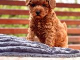 Akademi̇den Poodle Bebekler