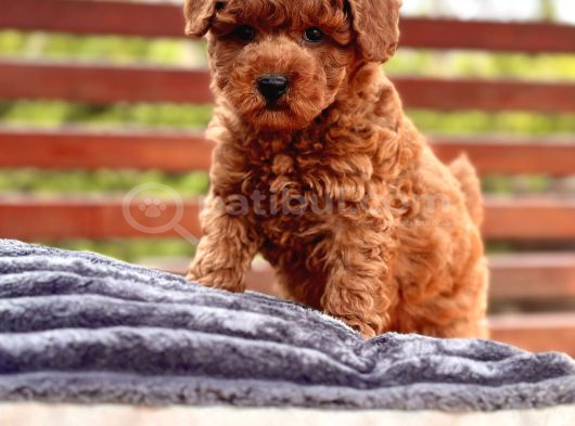 Akademi̇den Poodle Bebekler