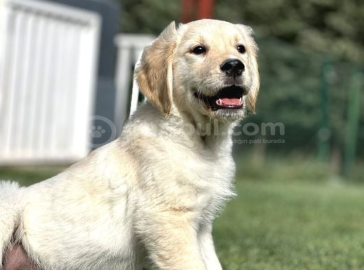 Tatlilik Abi̇desi̇ Golden Retri̇ever Bebekler görsel
