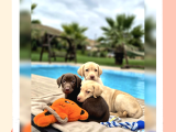 Tüm Renklerde Labrador Retri̇ever Yavrulari