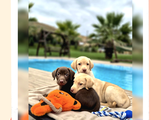 Tüm Renklerde Labrador Retri̇ever Yavrulari görsel