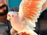 Türki̇yede Tek Evci̇l İnca Cacadu Papağanimiz Gönderi̇m Mevcut