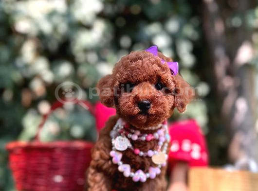 Red Brown Mini Sevimli Poodle Yavrular görsel