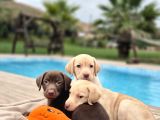 Tüm Renklerde Labrador Retri̇ever Yavrulari