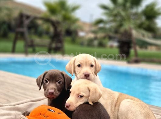 Tüm Renklerde Labrador Retri̇ever Yavrulari görsel