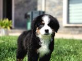 Bernese Mountai̇n Dog Yavrulari