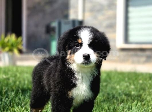 Bernese Mountai̇n Dog Yavrulari görsel