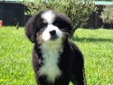 Bernese Mountai̇n Dog Yavrulari