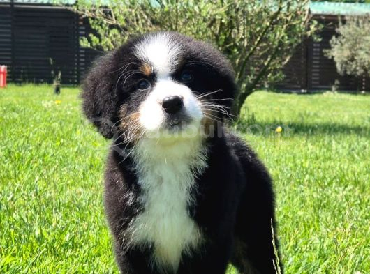 Bernese Mountai̇n Dog Yavrulari