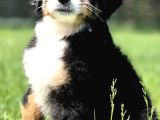 Bernese Mountai̇n Dog Yavrulari