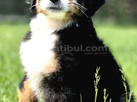 Bernese Mountai̇n Dog Yavrulari görsel
