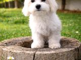 Maltese Bebekler