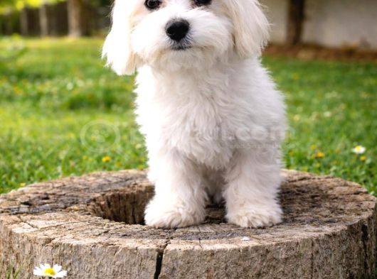 Maltese Bebekler görsel