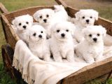 Maltese Bebekler