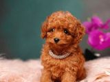 Dünya Tatlısı Oyuncu Toy Poodle Yavrular