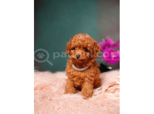 Dünya Tatlısı Oyuncu Toy Poodle Yavrular görsel