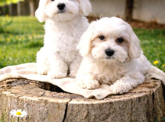 Maltese Bebekler görsel