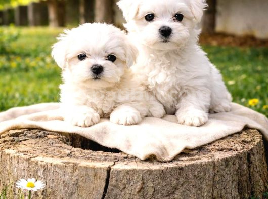 Maltese Bebekler görsel
