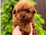 Orjinal Red Toy Poodle Dişi Erkek Teacup Boy Aşılı