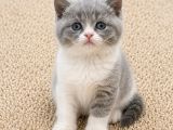 Muhteşem Golden Bicolor Blu Point British Shorthair Yavrular