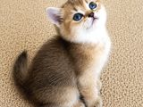 Muhteşem Golden Bicolor Blu Point British Shorthair Yavrular