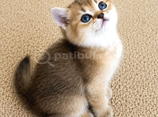 Muhteşem Golden Bicolor Blu Point British Shorthair Yavrular görsel