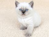 Muhteşem Golden Bicolor Blu Point British Shorthair Yavrular
