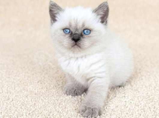 Muhteşem Golden Bicolor Blu Point British Shorthair Yavrular görsel