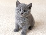 Muhteşem Golden Bicolor Blu Point British Shorthair Yavrular
