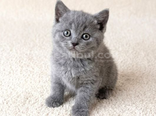 Muhteşem Golden Bicolor Blu Point British Shorthair Yavrular görsel