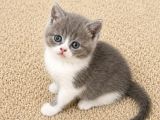 Muhteşem Golden Bicolor Blu Point British Shorthair Yavrular
