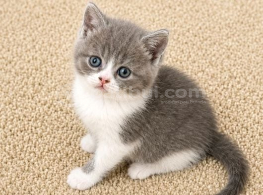 Muhteşem Golden Bicolor Blu Point British Shorthair Yavrular görsel