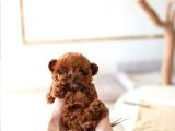 Korean Export Yurt Dişi Gri̇si̇li̇ Toy Poodle Bebekleri̇m