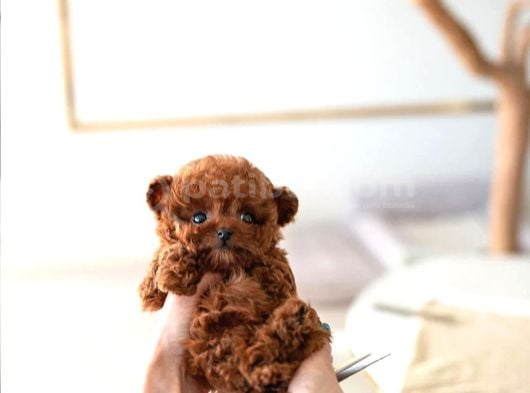 Korean Export Yurt Dişi Gri̇si̇li̇ Toy Poodle Bebekleri̇m görsel