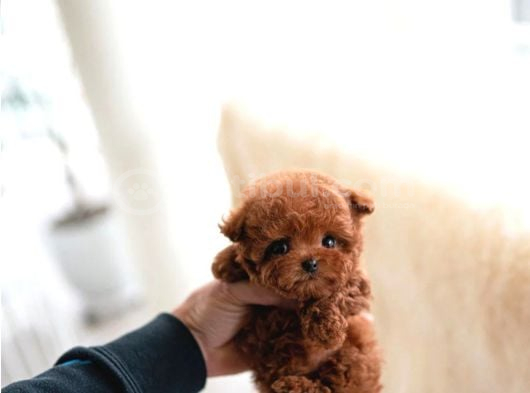 Korean Export Yurt Dişi Gri̇si̇li̇ Toy Poodle Bebekleri̇m görsel