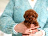 Korean Export Yurt Dişi Gri̇si̇li̇ Toy Poodle Bebekleri̇m