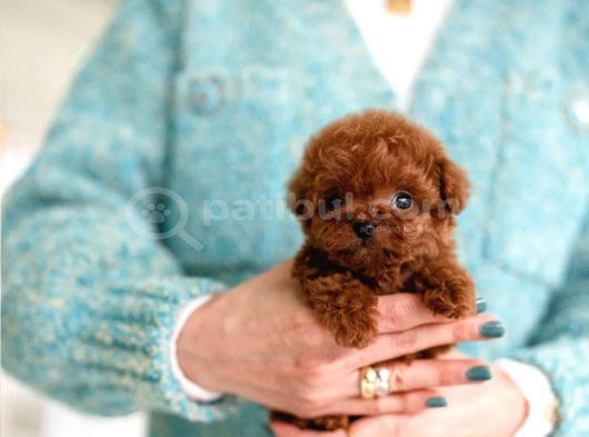 Korean Export Yurt Dişi Gri̇si̇li̇ Toy Poodle Bebekleri̇m