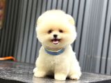 Sağlık Garantili Pomeranian Boo
