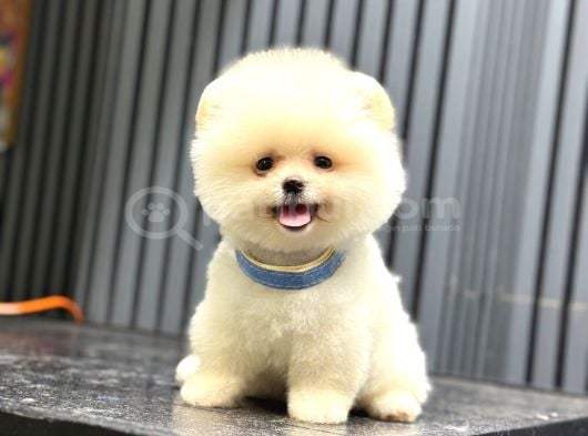 Sağlık Garantili Pomeranian Boo görsel